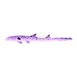 Purple Epaulette Shark